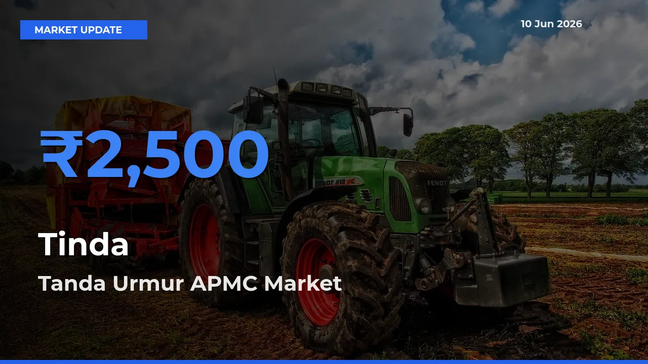 Tanda Urmur APMC Tops Tinda Rates – June 10 Market Update