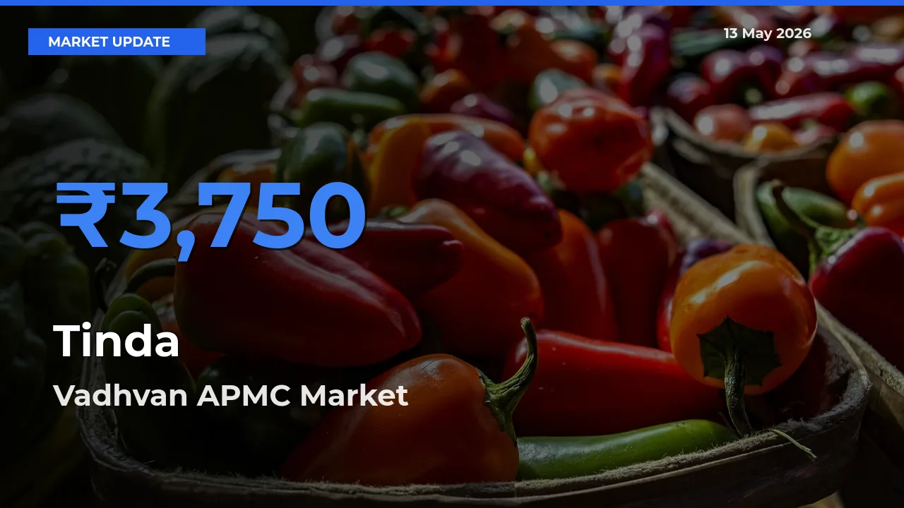 Vadhvan APMC Leads as Top Mandi for Tinda Prices