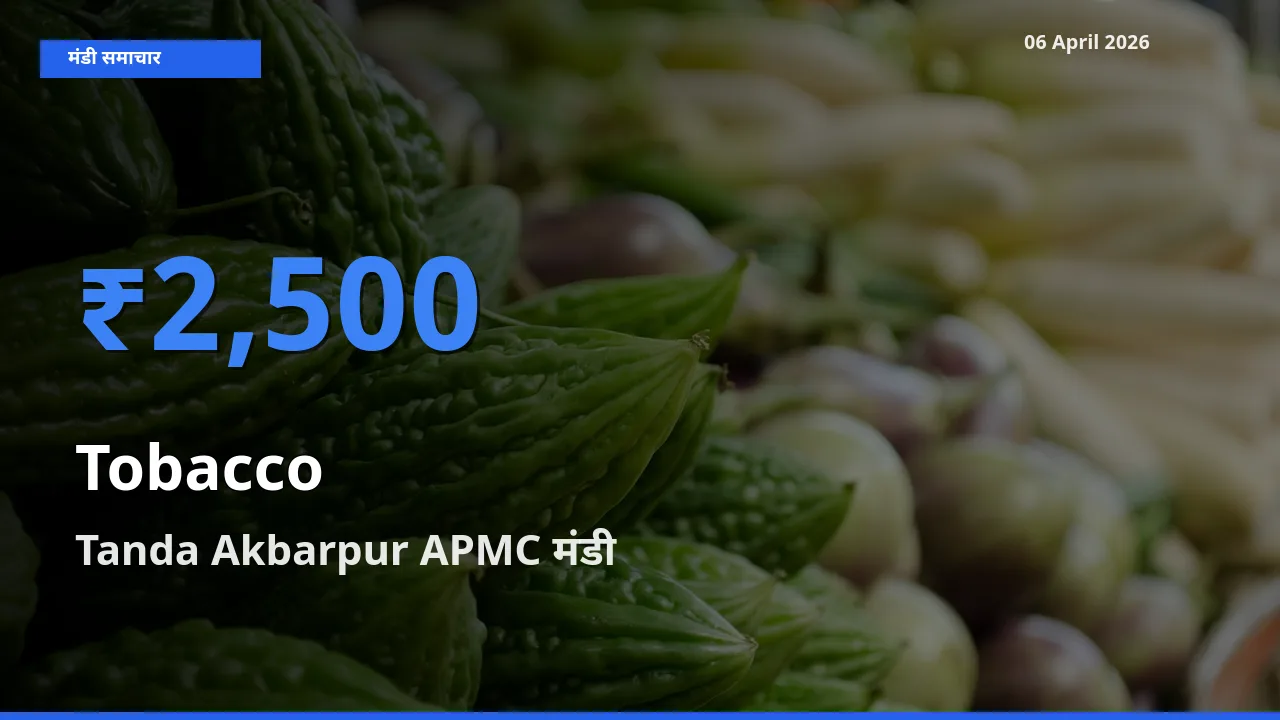 Tanda Akbarpur APMC में तंबाकू का आज सबसे ऊँचा भाव