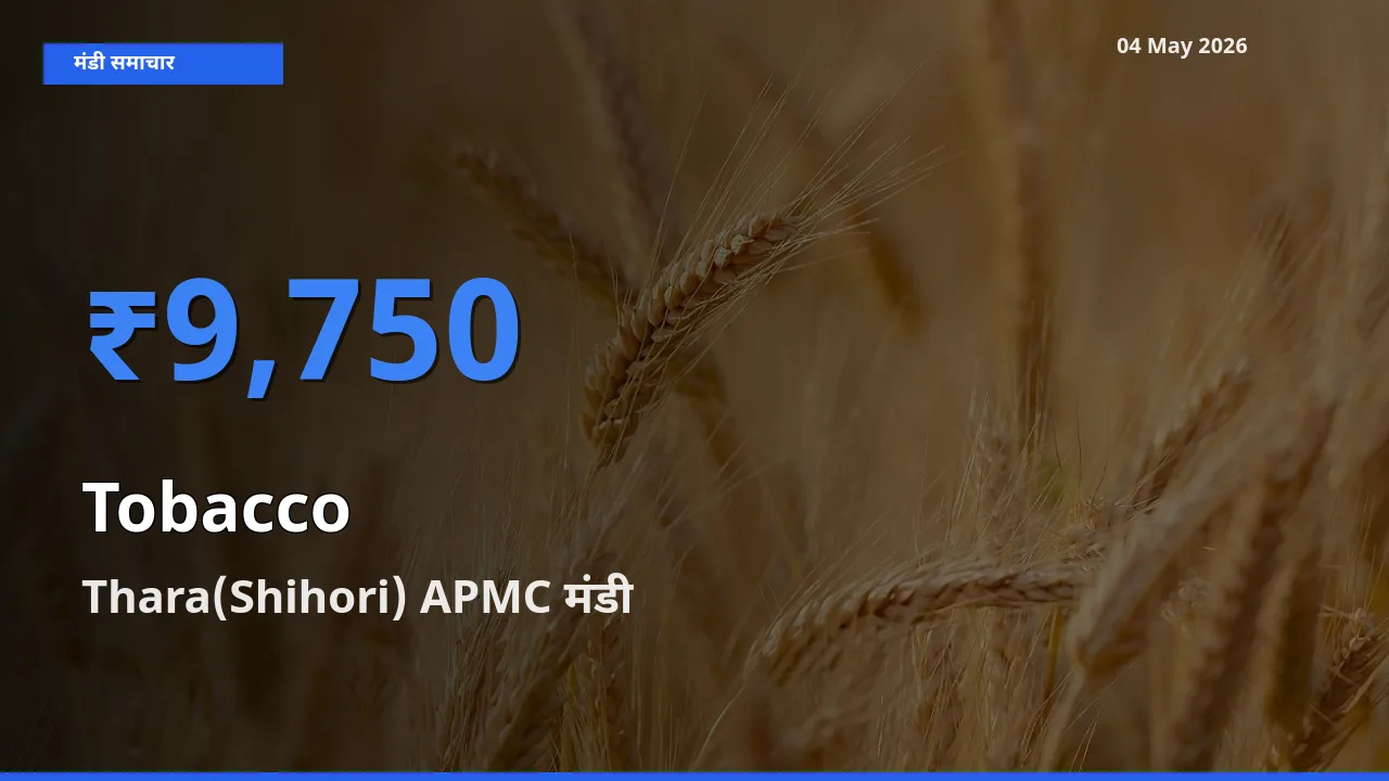 आज तंबाकू के सबसे ज़्यादा दाम Thara(Shihori) APMC मंडी में दर्ज
