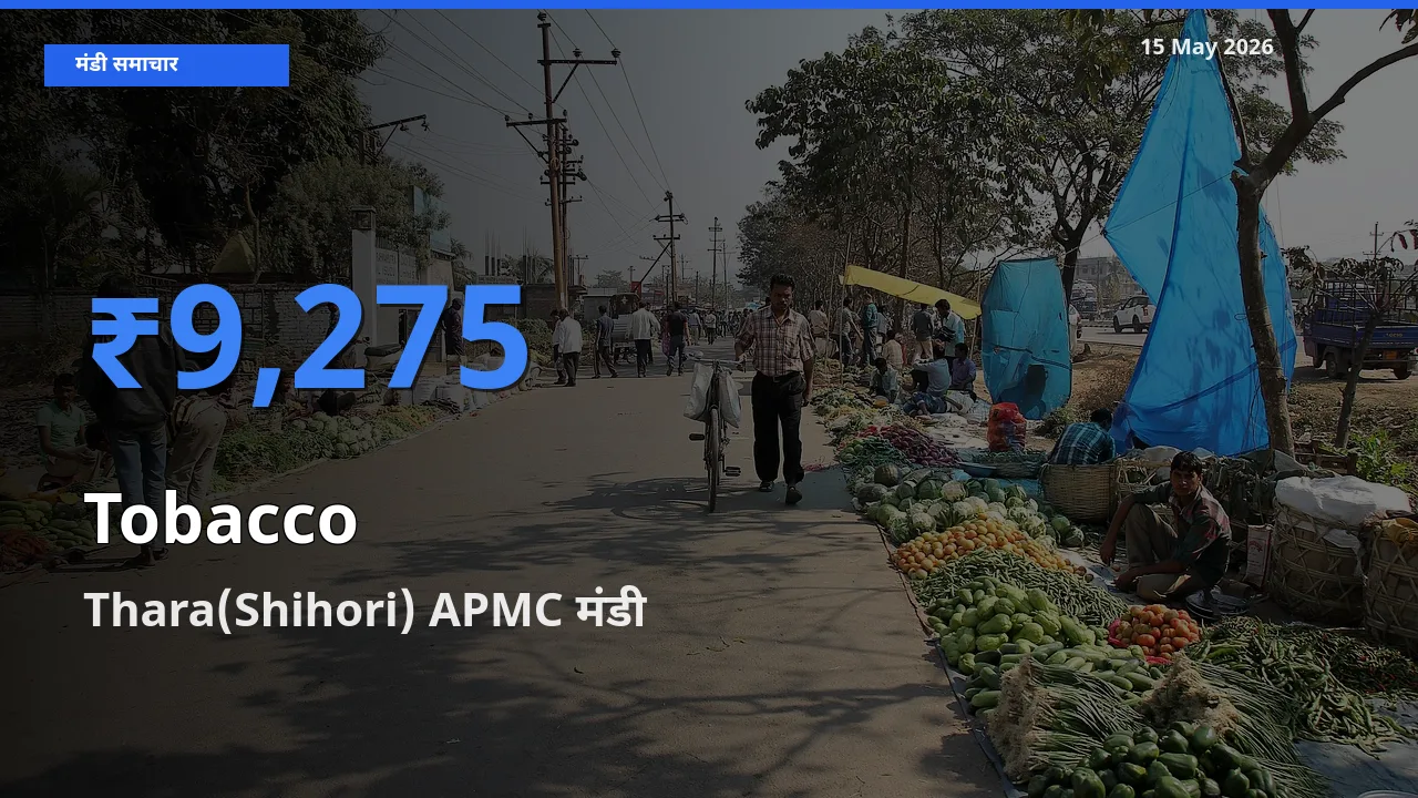 आज तंबाकू के सबसे ज़्यादा दाम Thara(Shihori) APMC मंडी में दर्ज
