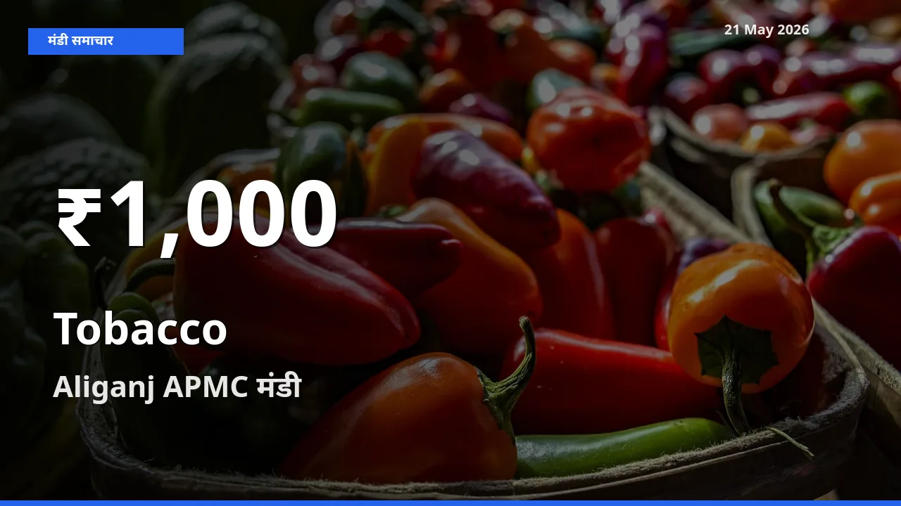 Aliganj APMC में तंबाकू के दाम 30 दिन के न्यूनतम स्तर पर, आज का मंडी भाव देखें