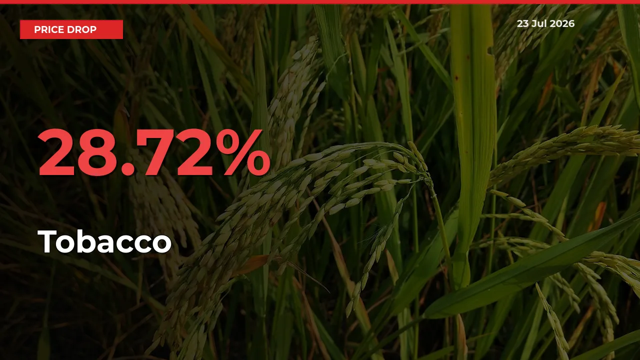 Tobacco Prices Drop 28.72% – July 23 Market Update from Mandis