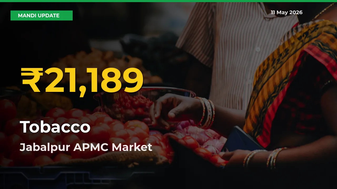 Fresh Record! Tobacco Price Climbs to New High in Jabalpur APMC