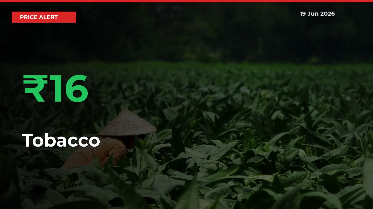 15.84% Spike in Tobacco Prices – Mandi Sees Sudden Rally