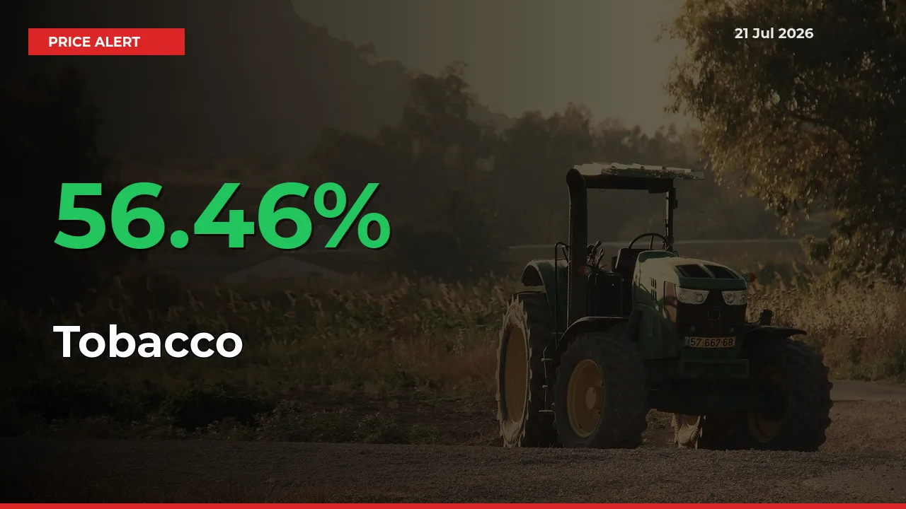 Farmers Cheer as Tobacco Prices Surge 56.46% in Local Mandis