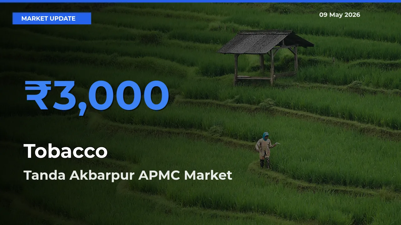 Farmers Prefer Tanda Akbarpur APMC as Tobacco Hits Highest Rate