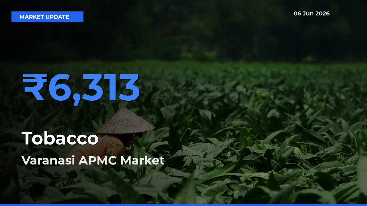 Varanasi APMC Leads as Top Mandi for Tobacco Prices