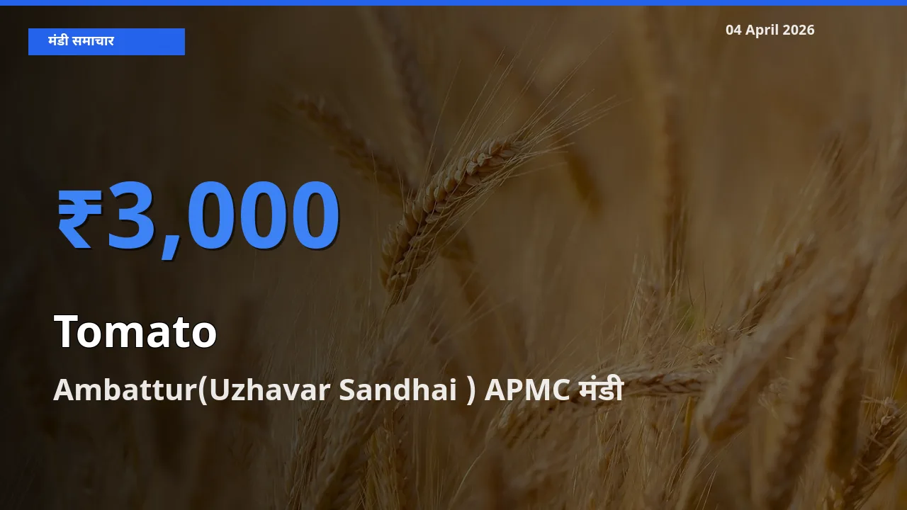 आज टमाटर के सबसे ज़्यादा दाम Ambattur(Uzhavar Sandhai ) APMC मंडी में दर्ज