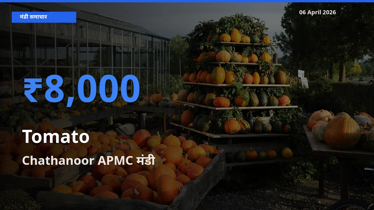 आज टमाटर के सबसे ऊँचे दाम ₹8,000 Chathanoor APMC मंडी में