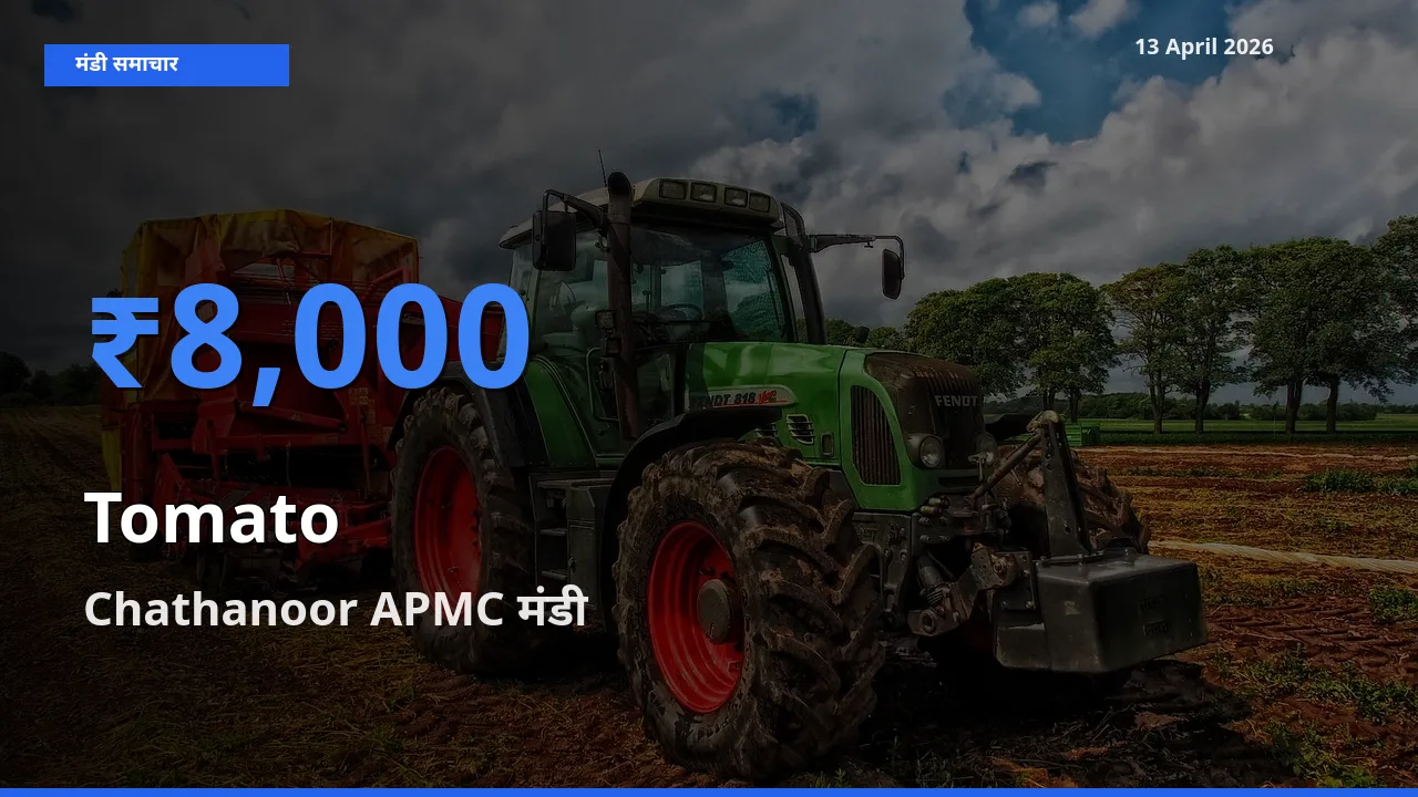 आज का मंडी भाव: टमाटर के सबसे ज़्यादा दाम Chathanoor APMC में