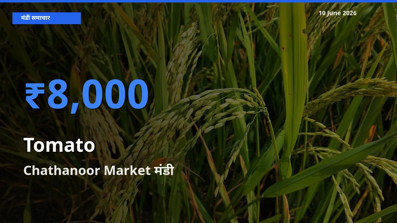 आज टमाटर के सबसे ऊँचे दाम ₹8,000 Chathanoor Market मंडी में