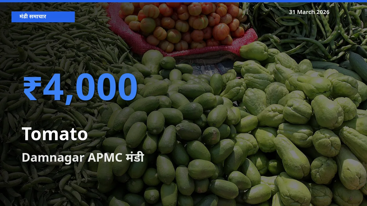 टॉप मंडी बना Damnagar APMC! टमाटर के सबसे ऊँचे दाम यहीं दर्ज