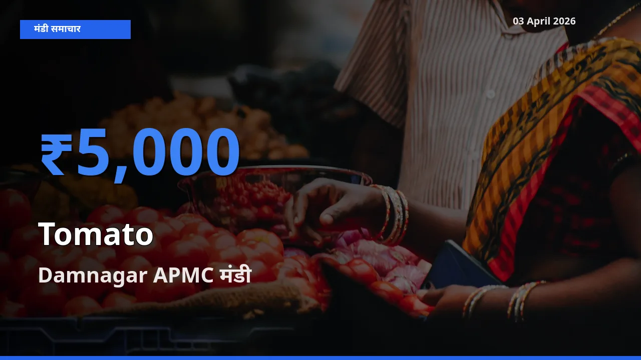 03 April अपडेट: टमाटर के सबसे ऊँचे दाम Damnagar APMC मंडी में