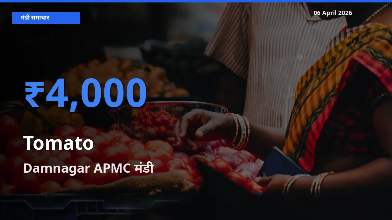 Damnagar APMC में टमाटर का आज सबसे ऊँचा भाव