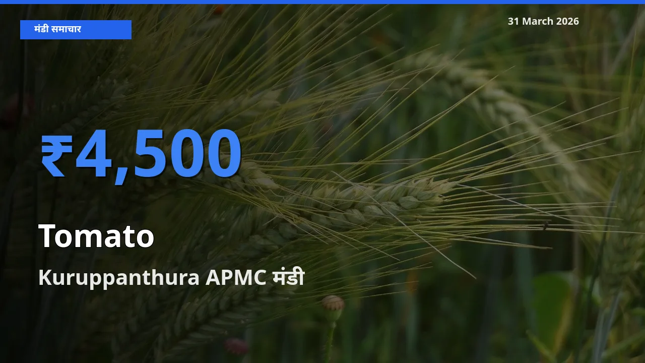 Kuruppanthura APMC मंडी में आज टमाटर के सबसे ऊँचे दाम दर्ज
