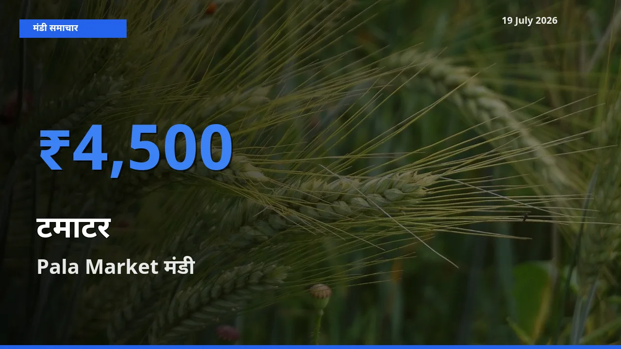 टॉप मंडी बना Pala Market! टमाटर के सबसे ऊँचे दाम यहीं दर्ज