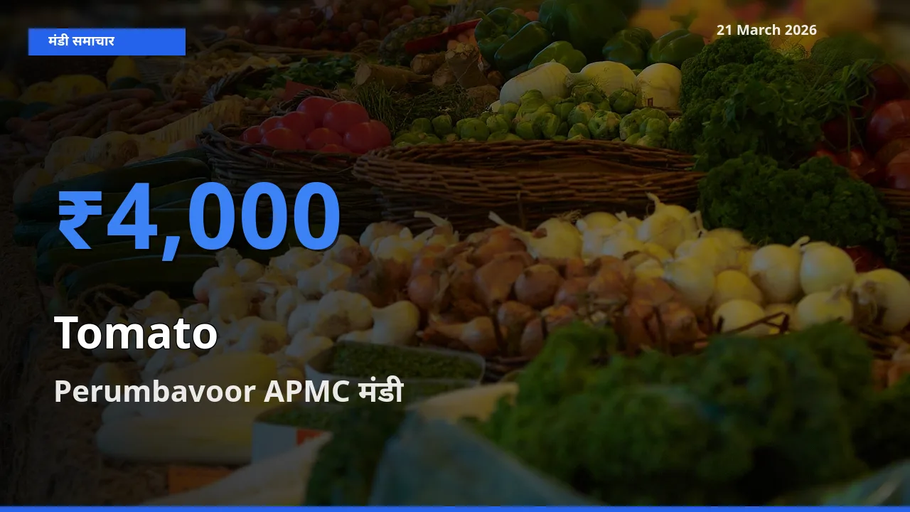 टॉप मंडी बना Perumbavoor APMC! टमाटर के सबसे ऊँचे दाम यहीं दर्ज