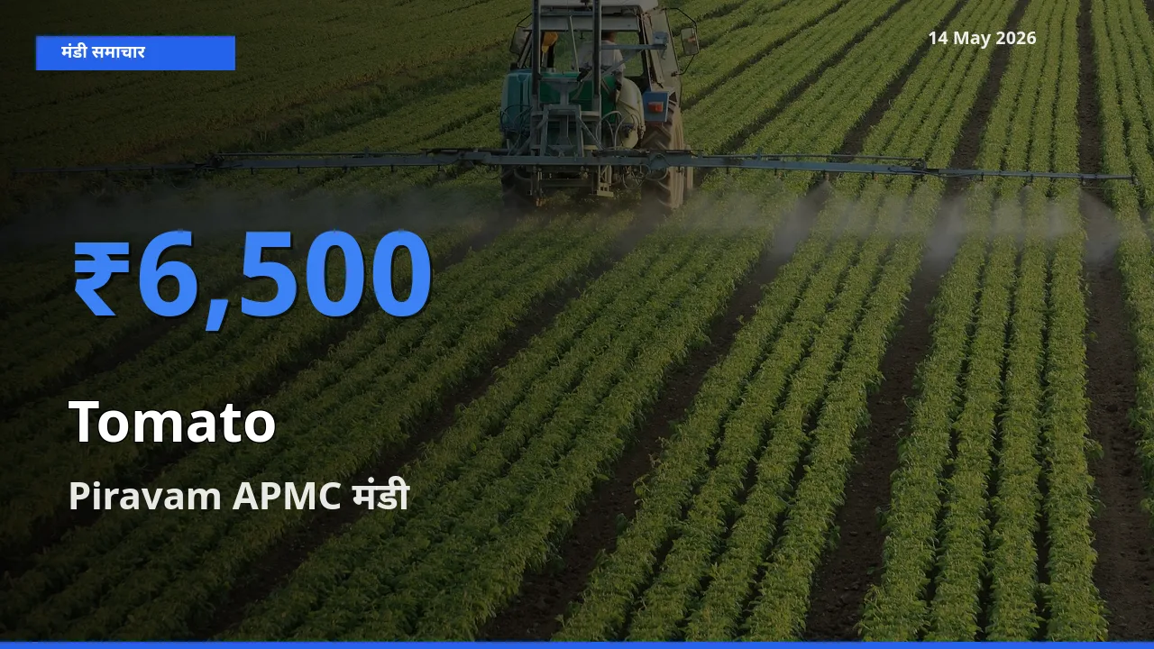 Piravam APMC में टमाटर का आज सबसे ऊँचा भाव