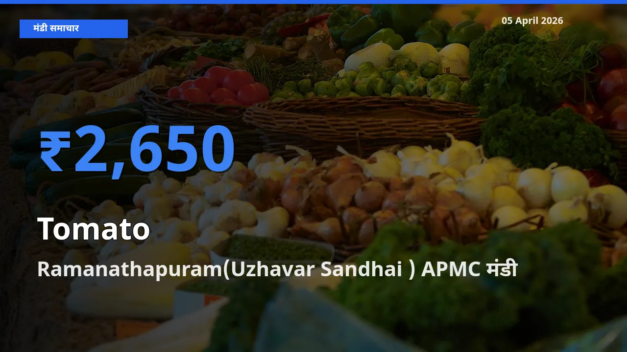 आज टमाटर के सबसे ऊँचे दाम ₹2,650 Ramanathapuram(Uzhavar Sandhai ) APMC मंडी में