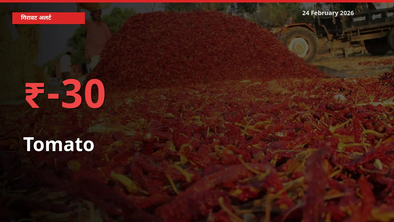 स्थानीय मंडी में Tomato के दाम अचानक 30.18% गिरे, किसानों की चिंता बढ़ी