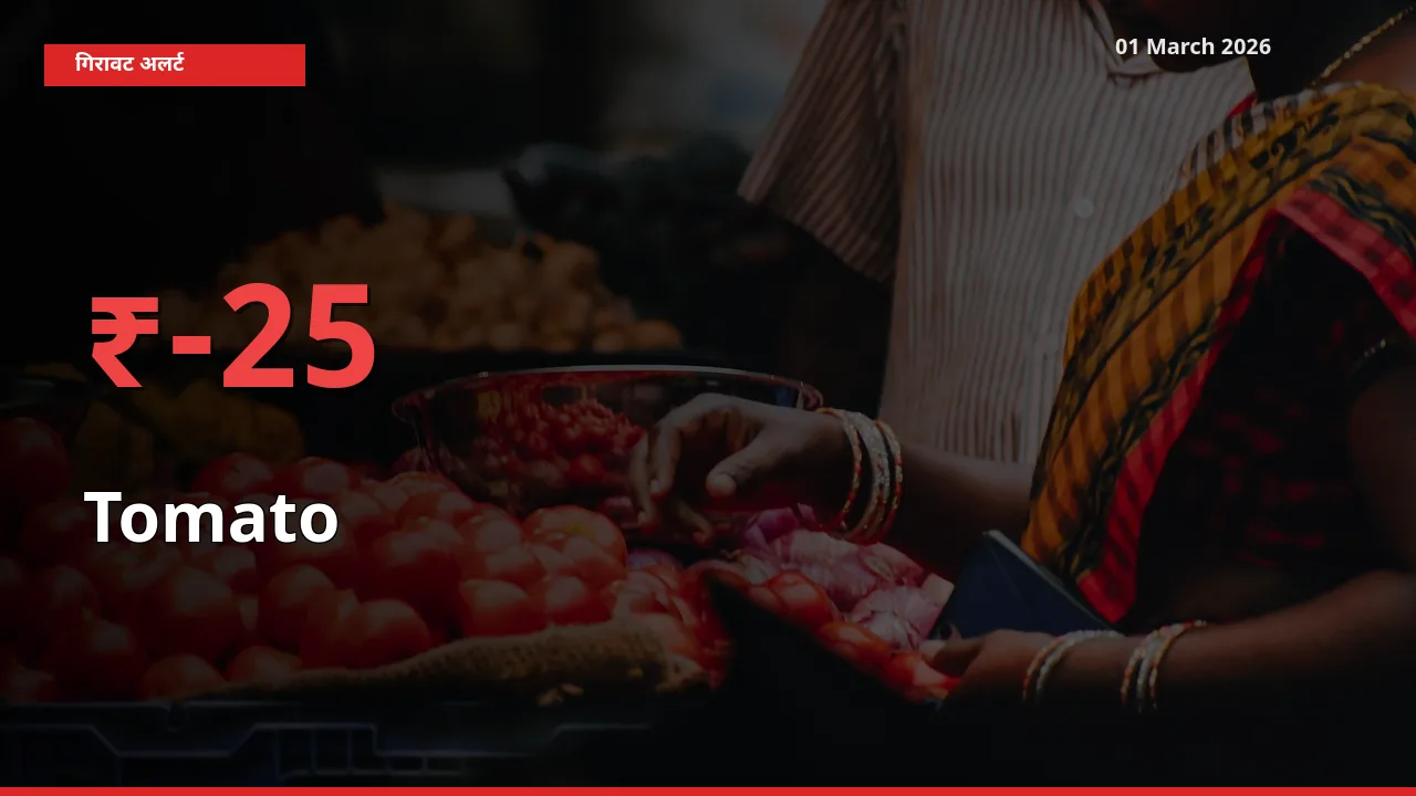 तेज़ गिरावट! मंडी में Tomato के दाम 24.55% लुढ़के