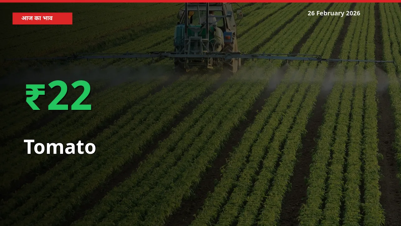 बाज़ार संकेत: Tomato के भाव मंडी में 21.74% ऊपर