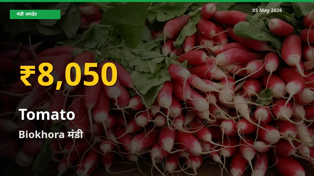 Biokhora में टमाटर ₹8,050 पर पहुँचा – अब तक का उच्चतम भाव