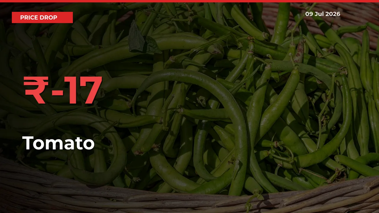 Tomato Falls 17.23% at Mandis
