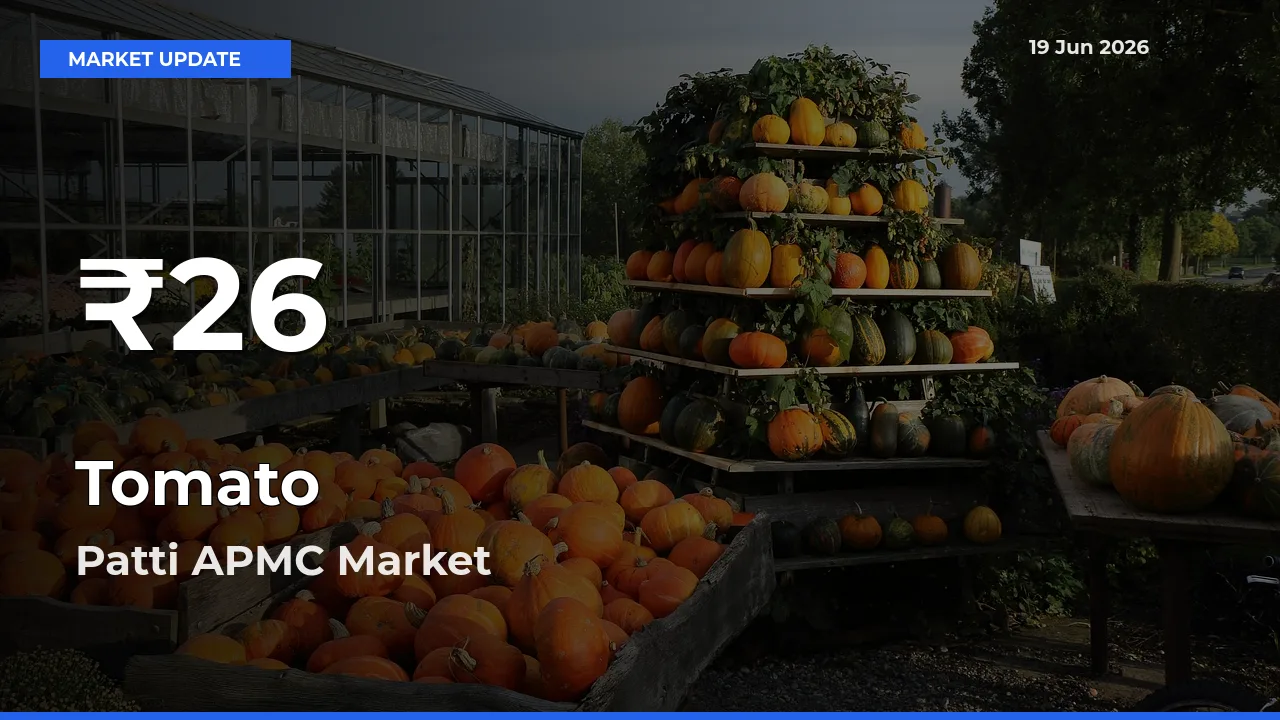 Tomato Hits 30-Day Low in Patti APMC