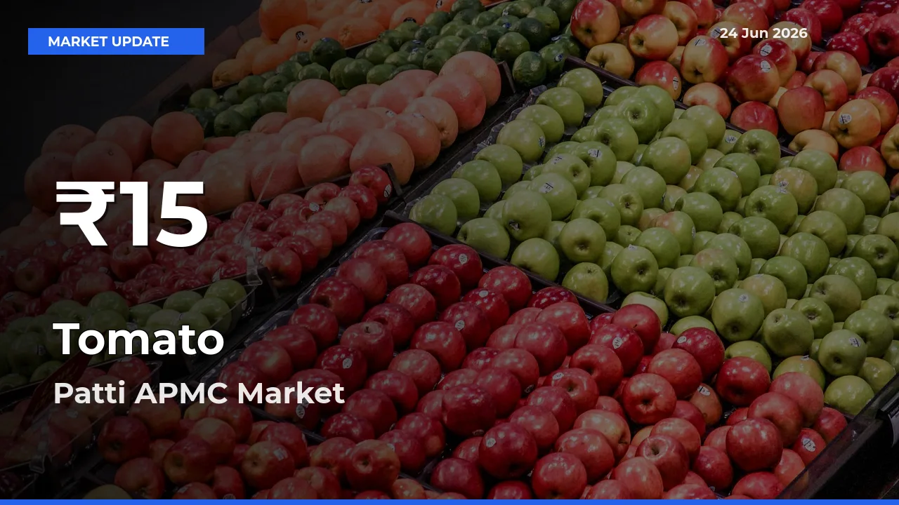 Tomato Mandi Rate Today: 30-Day Low Recorded in Patti APMC