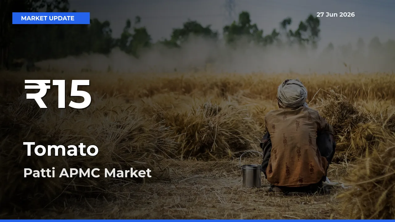 Big Drop! Tomato Slides to 30-Day Low at Patti APMC