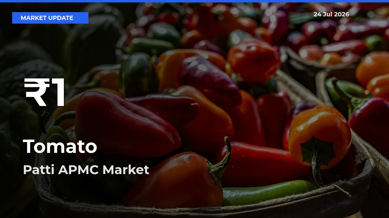 Tomato Prices Touch 30-Day Low in Patti APMC – July 24 Update