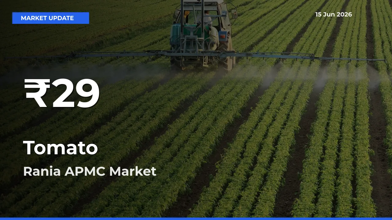 Tomato Prices Touch 30-Day Low in Rania APMC – June 15 Update