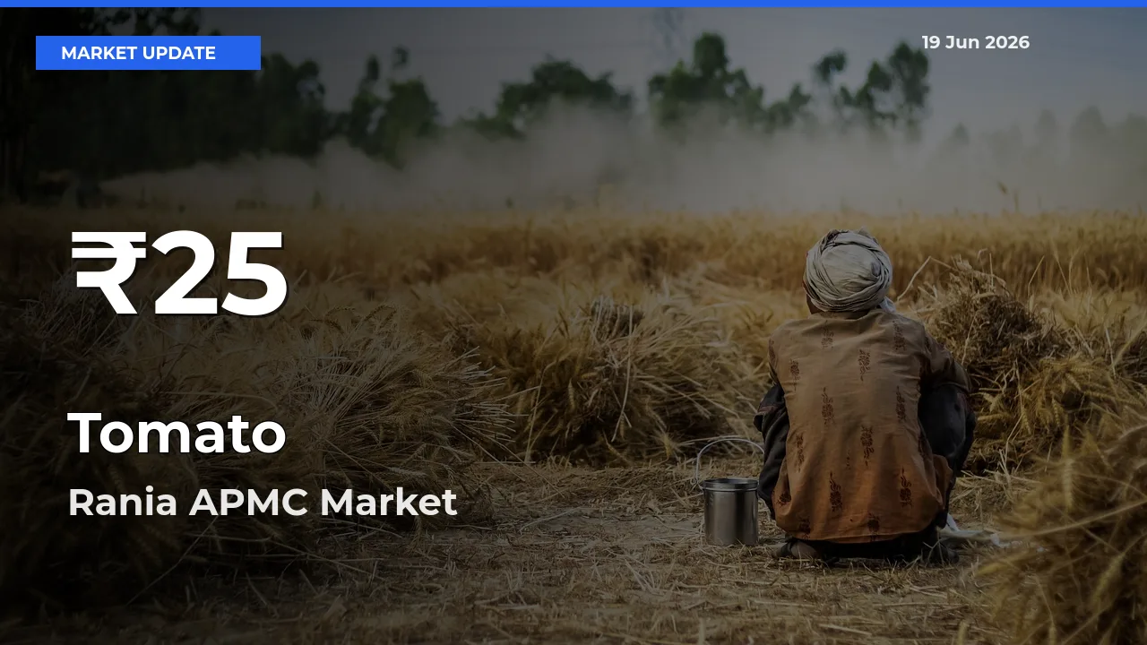 Tomato Falls to ₹25 in Rania APMC – 30-Day Lowest Rate