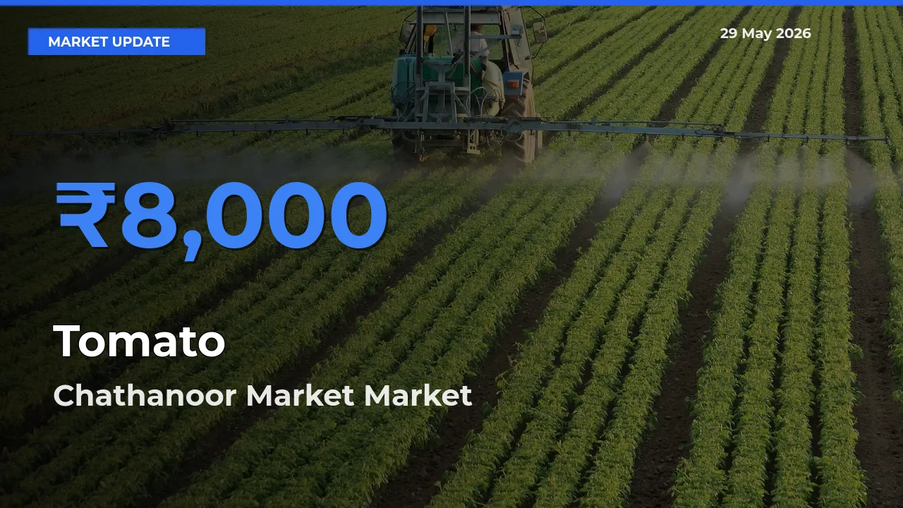 Chathanoor Market Leads as Top Mandi for Tomato Prices