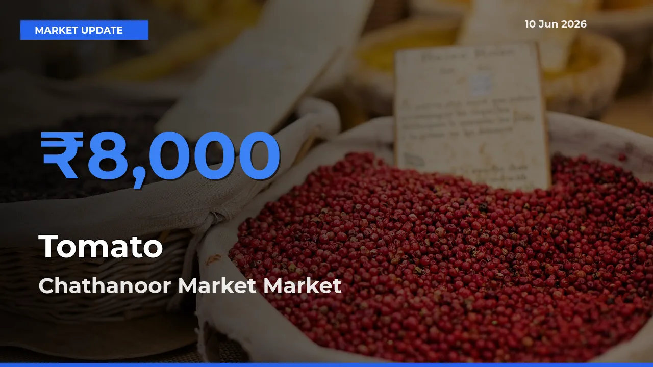 Chathanoor Market Emerges as Top Mandi for Tomato Prices Today