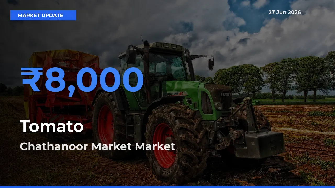 Tomato Mandi Rate Today: Chathanoor Market Tops the List