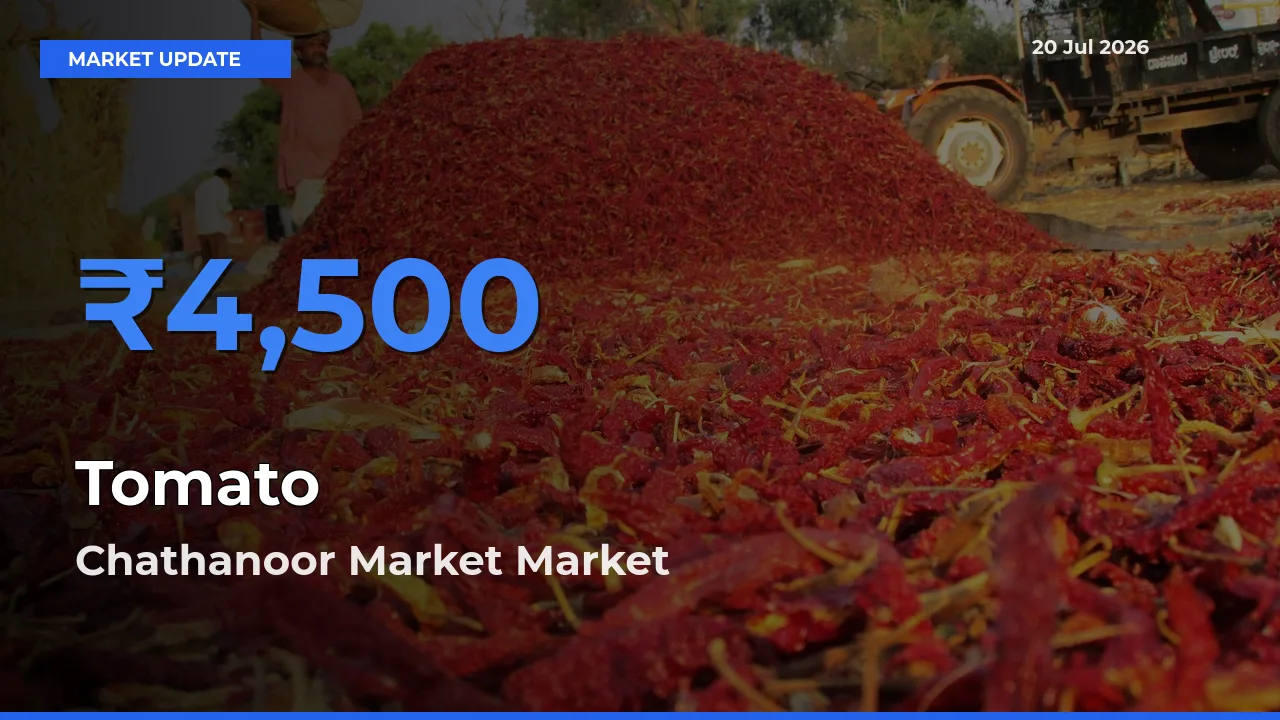 Chathanoor Market Tops Tomato Rates – July 20 Market Update