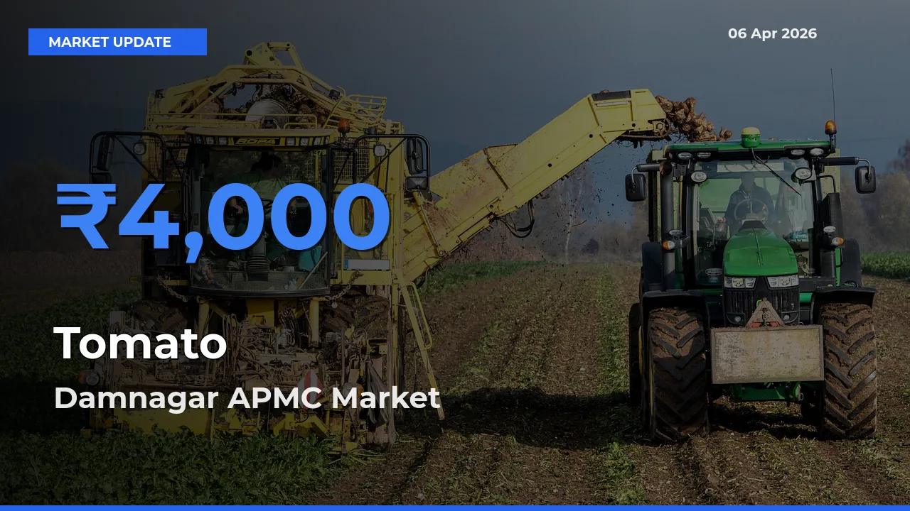 Market Watch: Damnagar APMC Becomes Top Mandi for Tomato