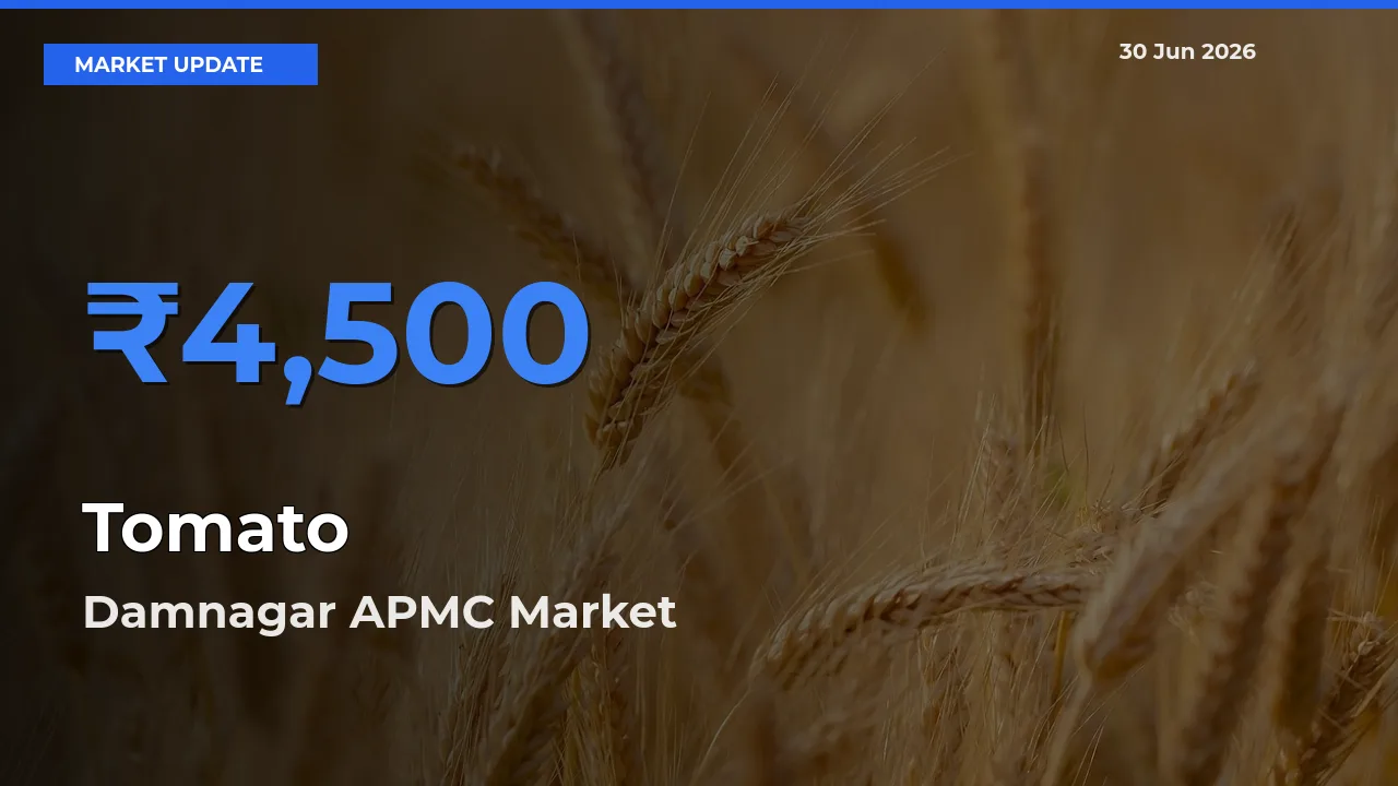 Damnagar APMC Records Highest ₹4,500 Rate for Tomato