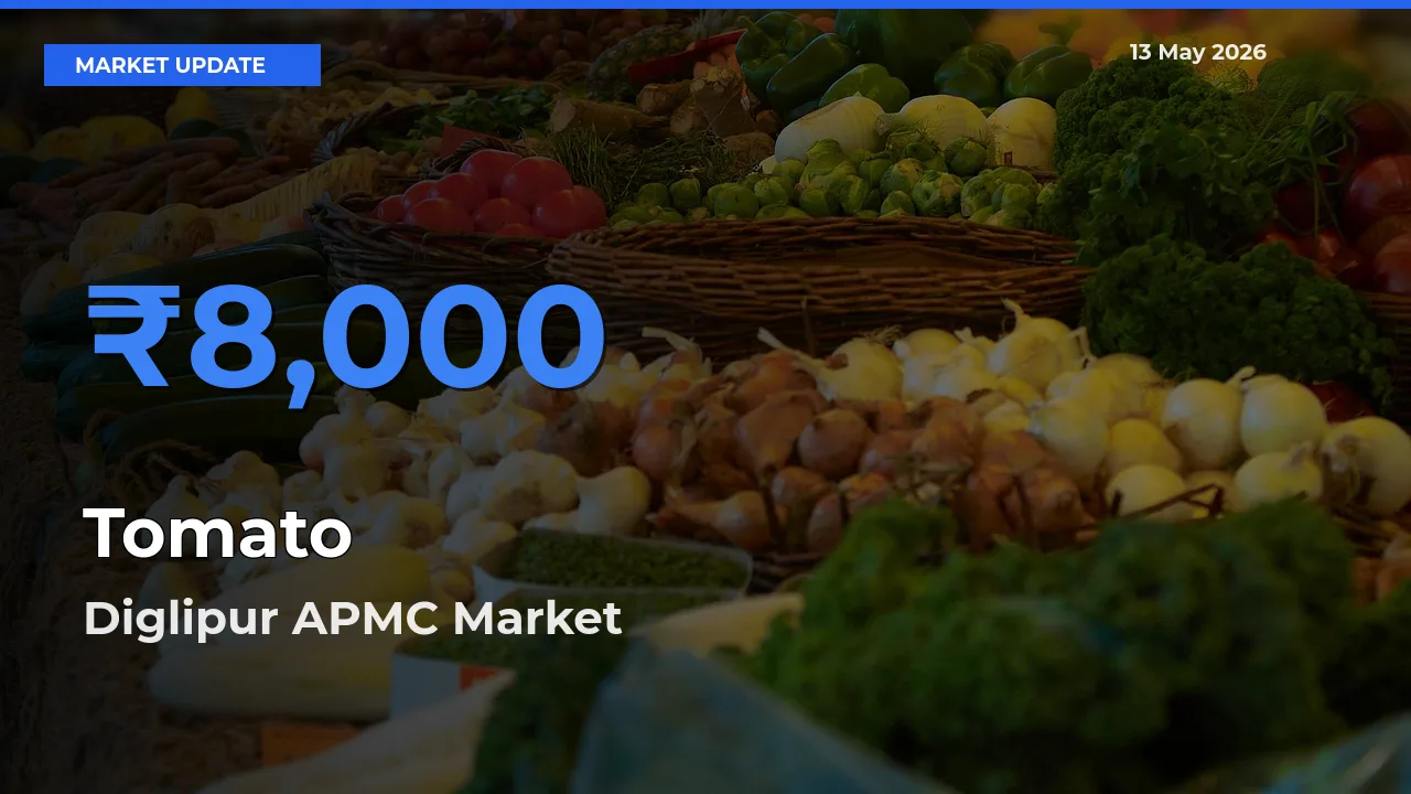 Tomato Mandi Rate Today: Diglipur APMC Tops the List