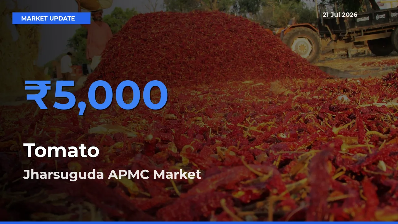 Jharsuguda APMC Records Highest ₹5,000 Rate for Tomato
