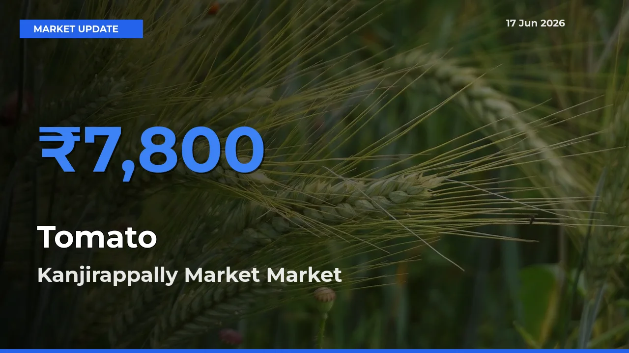 Market Watch: Kanjirappally Market Becomes Top Mandi for Tomato