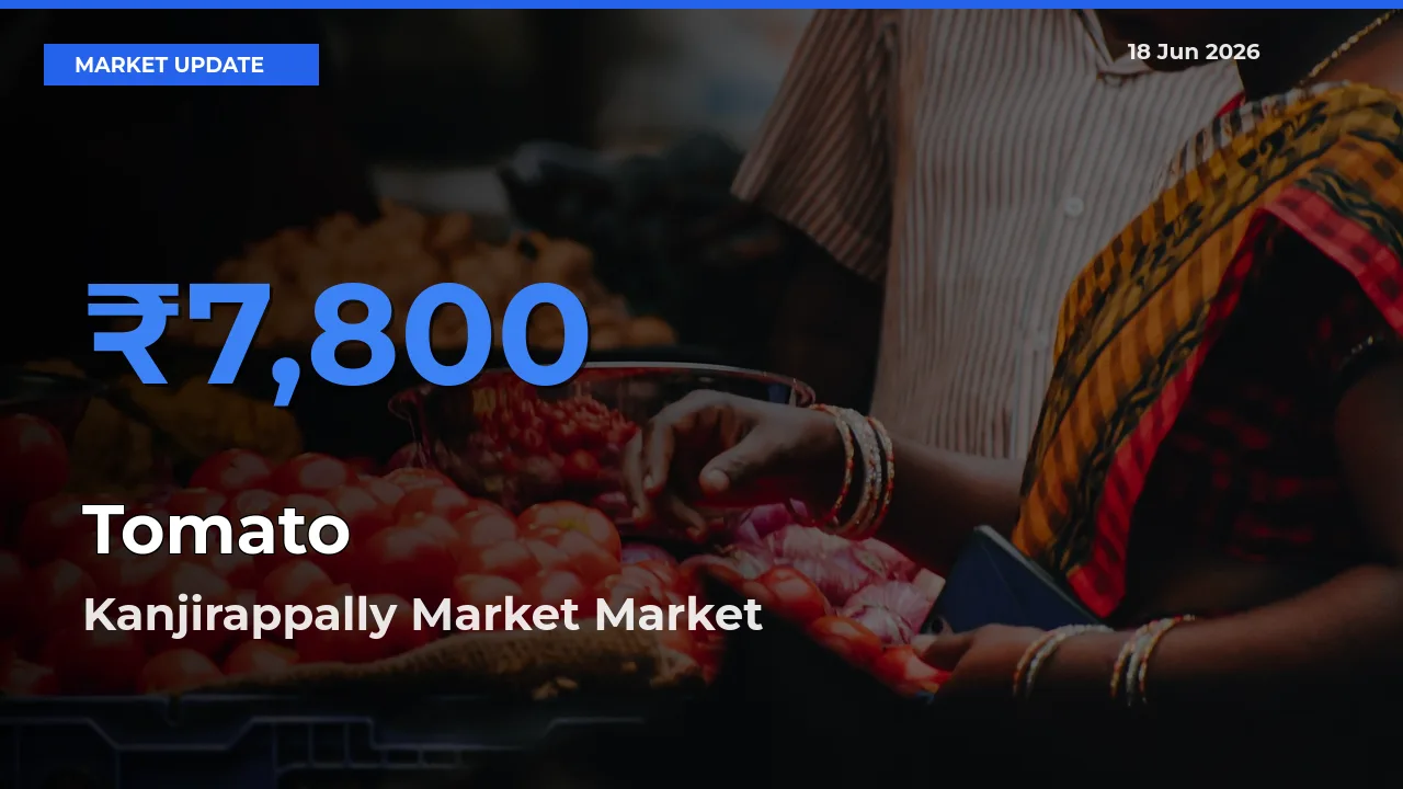 Kanjirappally Market Records Highest ₹7,800 Rate for Tomato