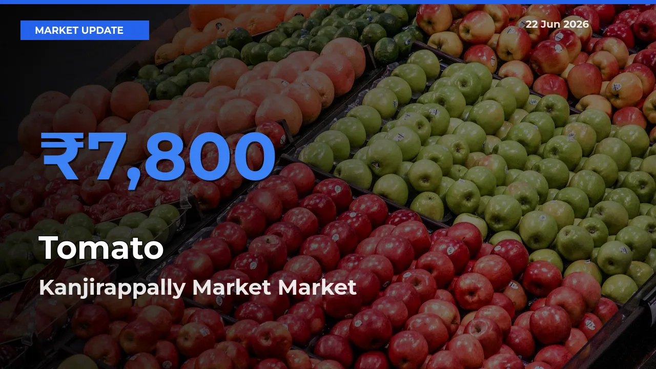Farmers Prefer Kanjirappally Market as Tomato Hits Highest Rate
