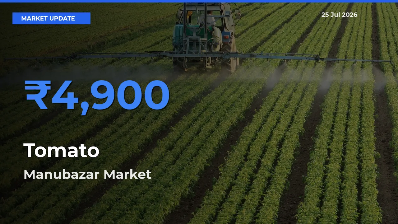 Manubazar Records Highest ₹4,900 Rate for Tomato