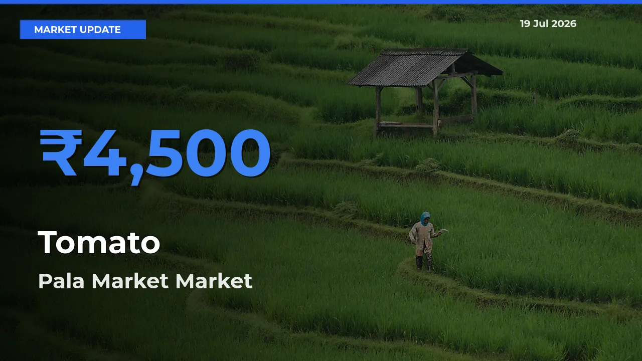 Top Performer! Pala Market Offers Best Tomato Price Today