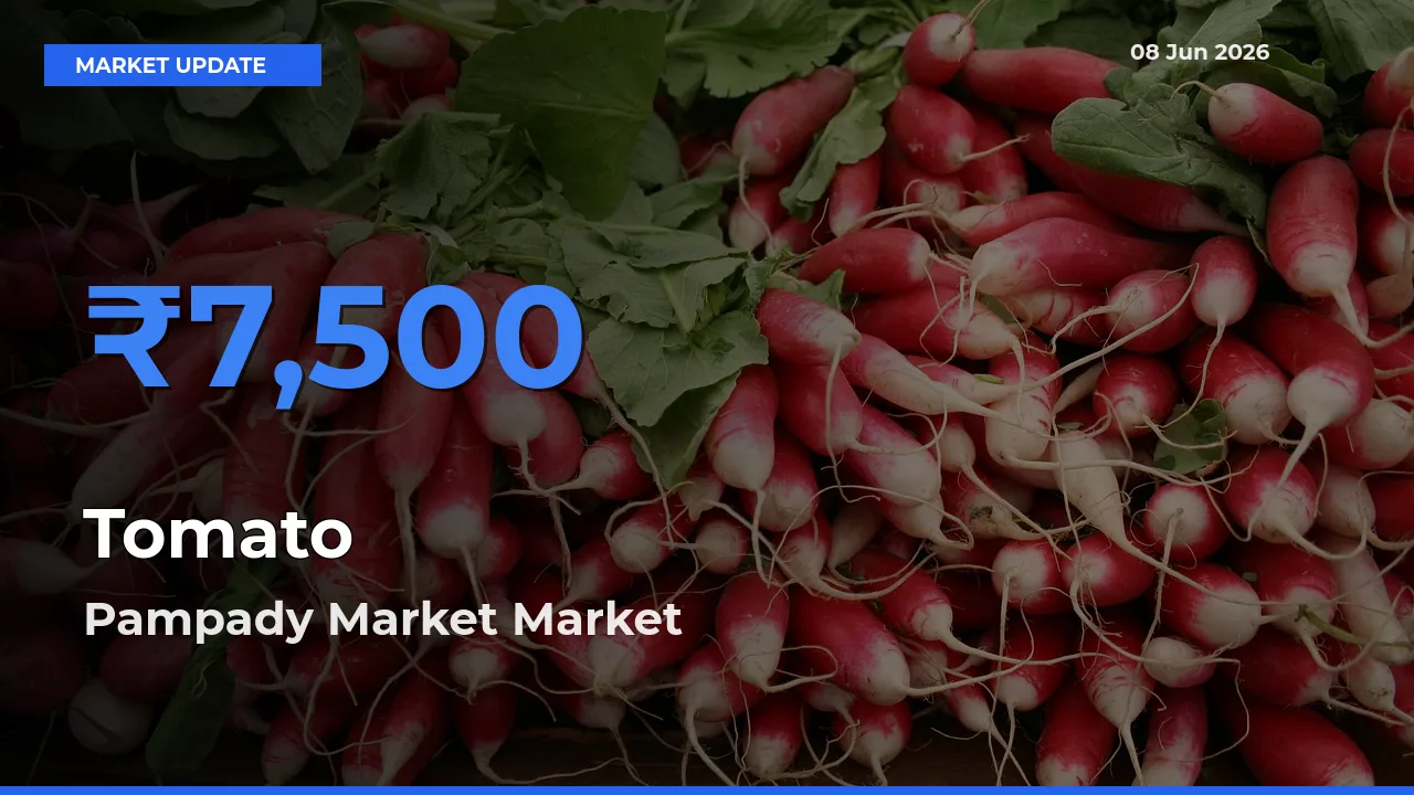 Tomato Mandi Rate Today: Pampady Market Tops the List