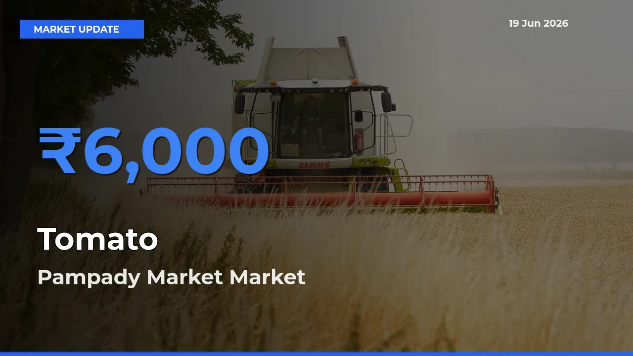 Pampady Market Leads as Top Mandi for Tomato Prices